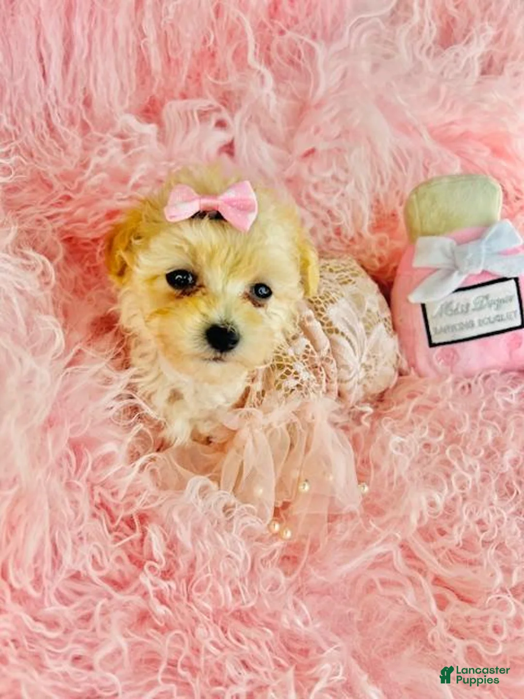 Toy Poodle dogs for sale: Teacup Poodle Puppy 1 - Ad 2