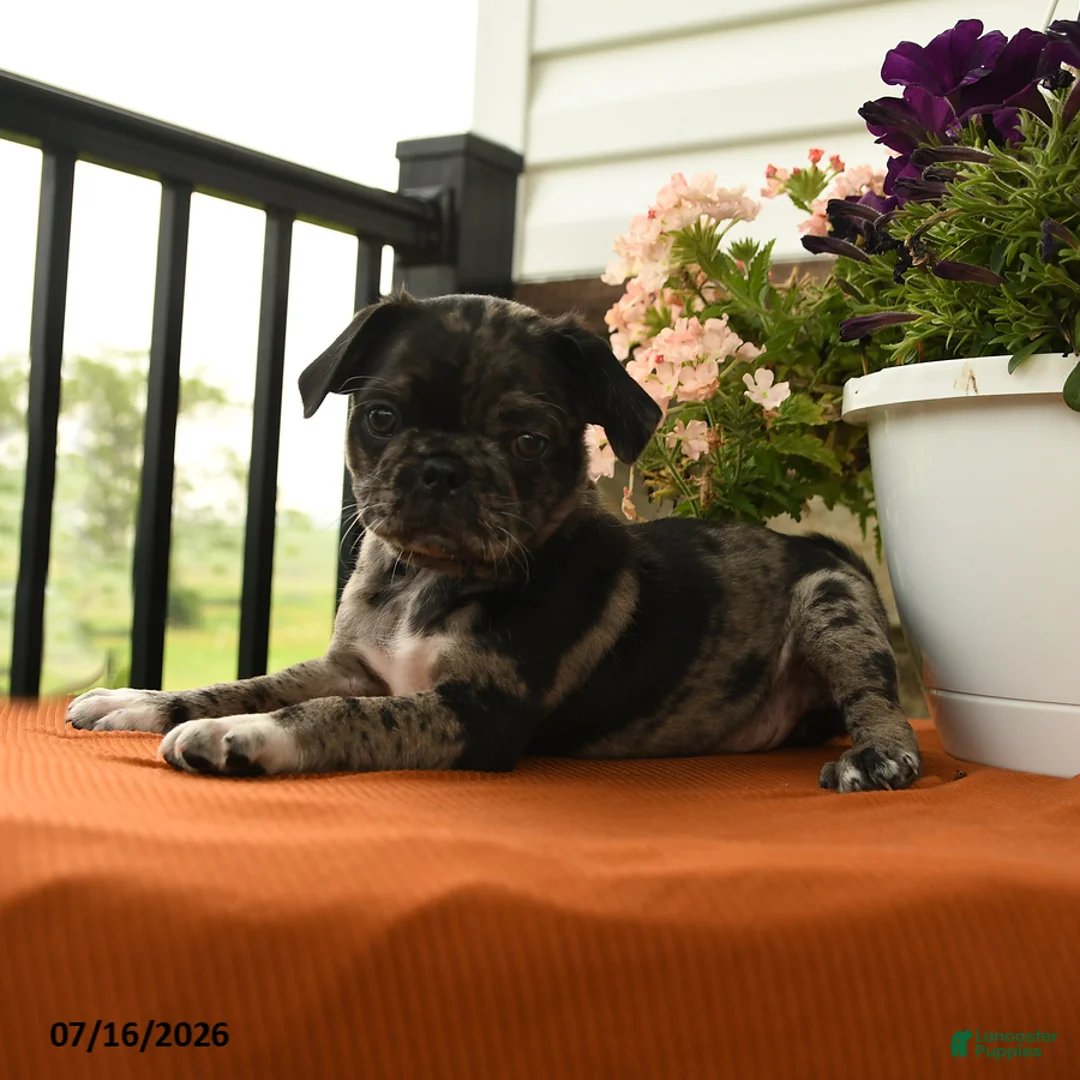 Pug dogs for sale: Agnes - Ad 3