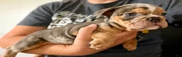 English Bulldog dogs for sale: Versace - Ad 99