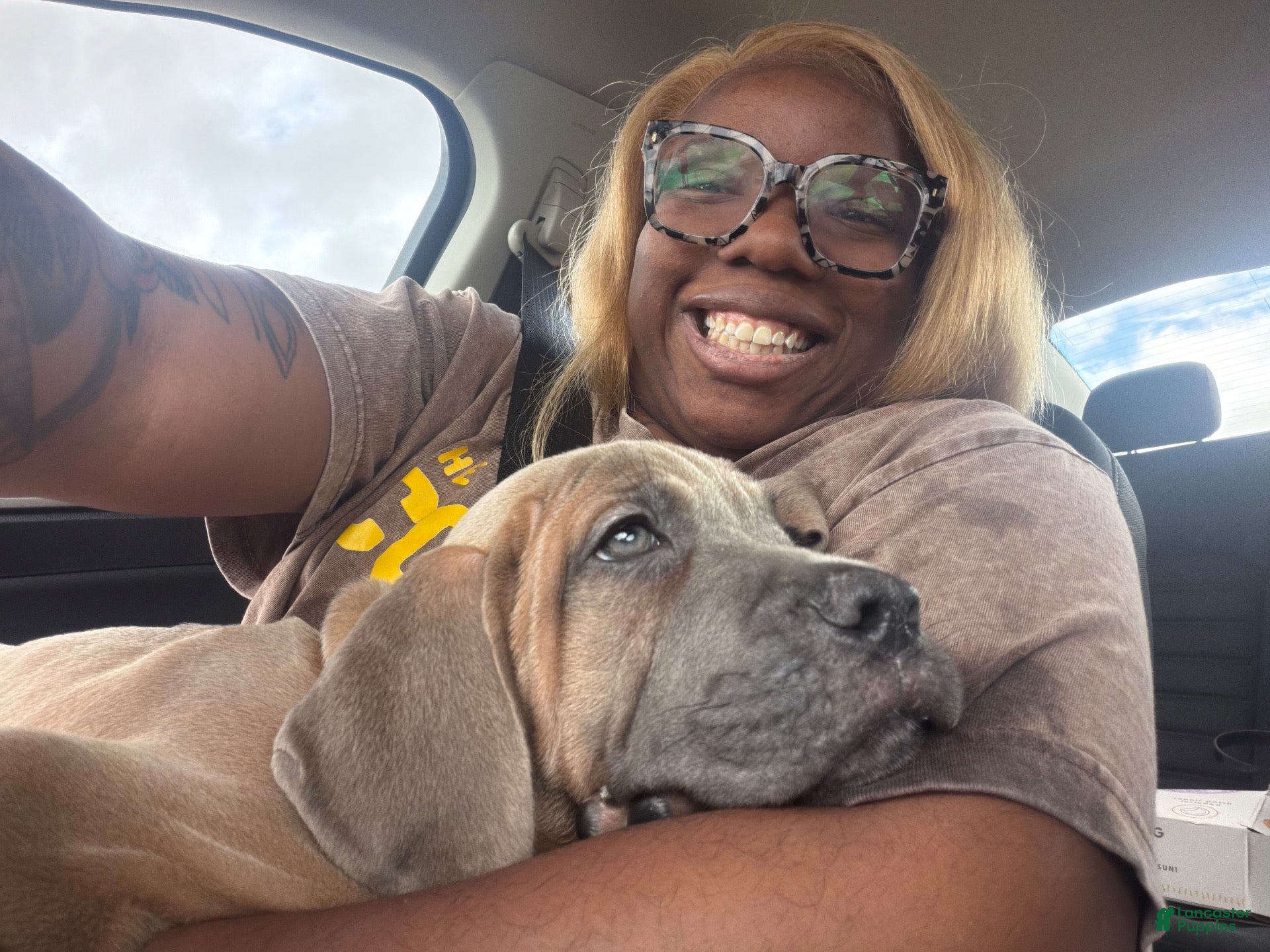 Cane Corso dogs Cane Corso 1 - Ad 11