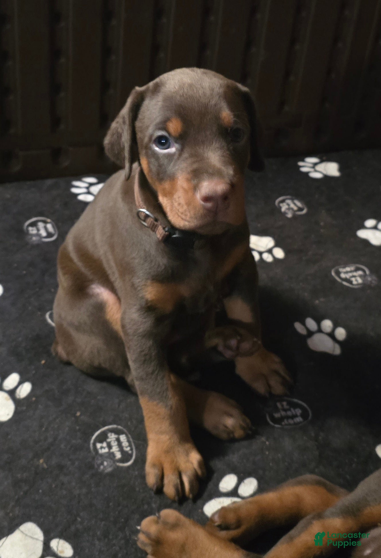 Doberman Pinscher dogs Athena - Ad 1