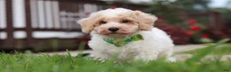Bichpoo dogs for sale: Benji - Ad 6
