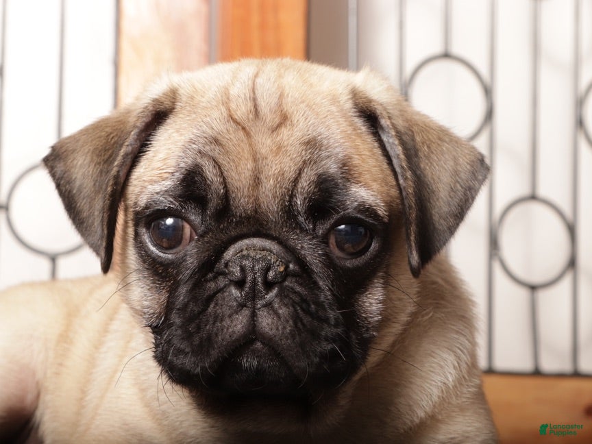 Pug dogs Gus - Spirited Male Pug  - Ad 1