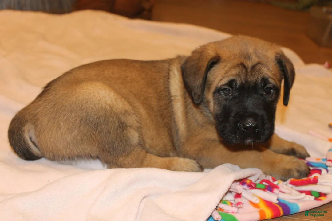 English Mastiff dogs for sale: English Mastiff 4 - Ad 1