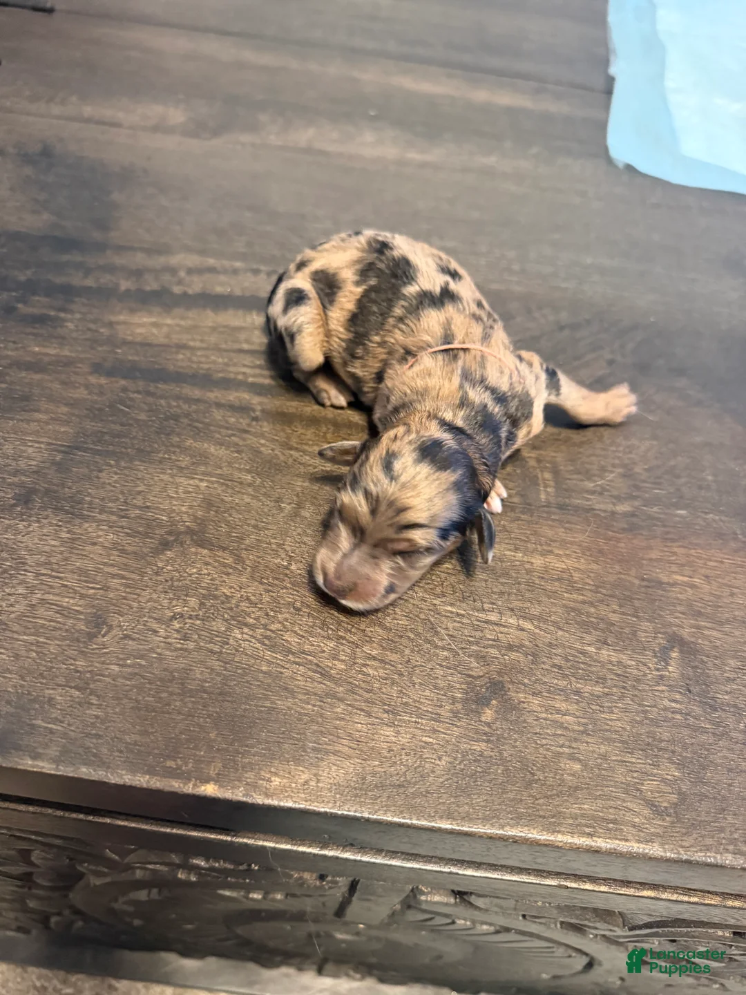 Aussiedoodle dogs for sale: Kit - Ad 1