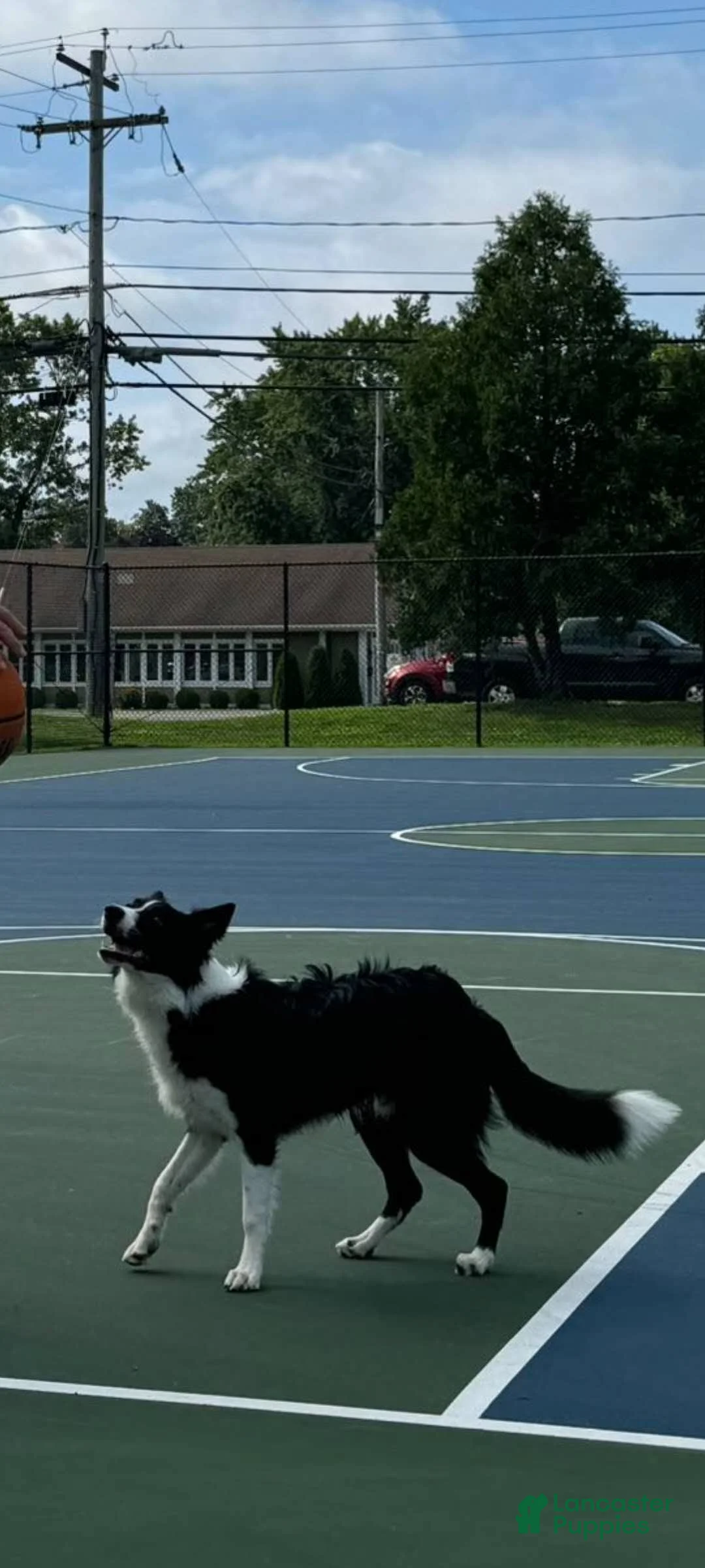 Border Collie dogs for sale: Border Collie Puppy 2 - Ad 2