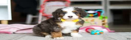 Mini Bernedoodle dogs for sale: Ryder - Ad 6