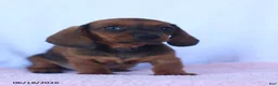 Miniature Dachshund dogs for sale: Dale - Ad 5