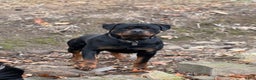 Rottweiler dogs for sale: Dash (docked tail)  - Ad 6