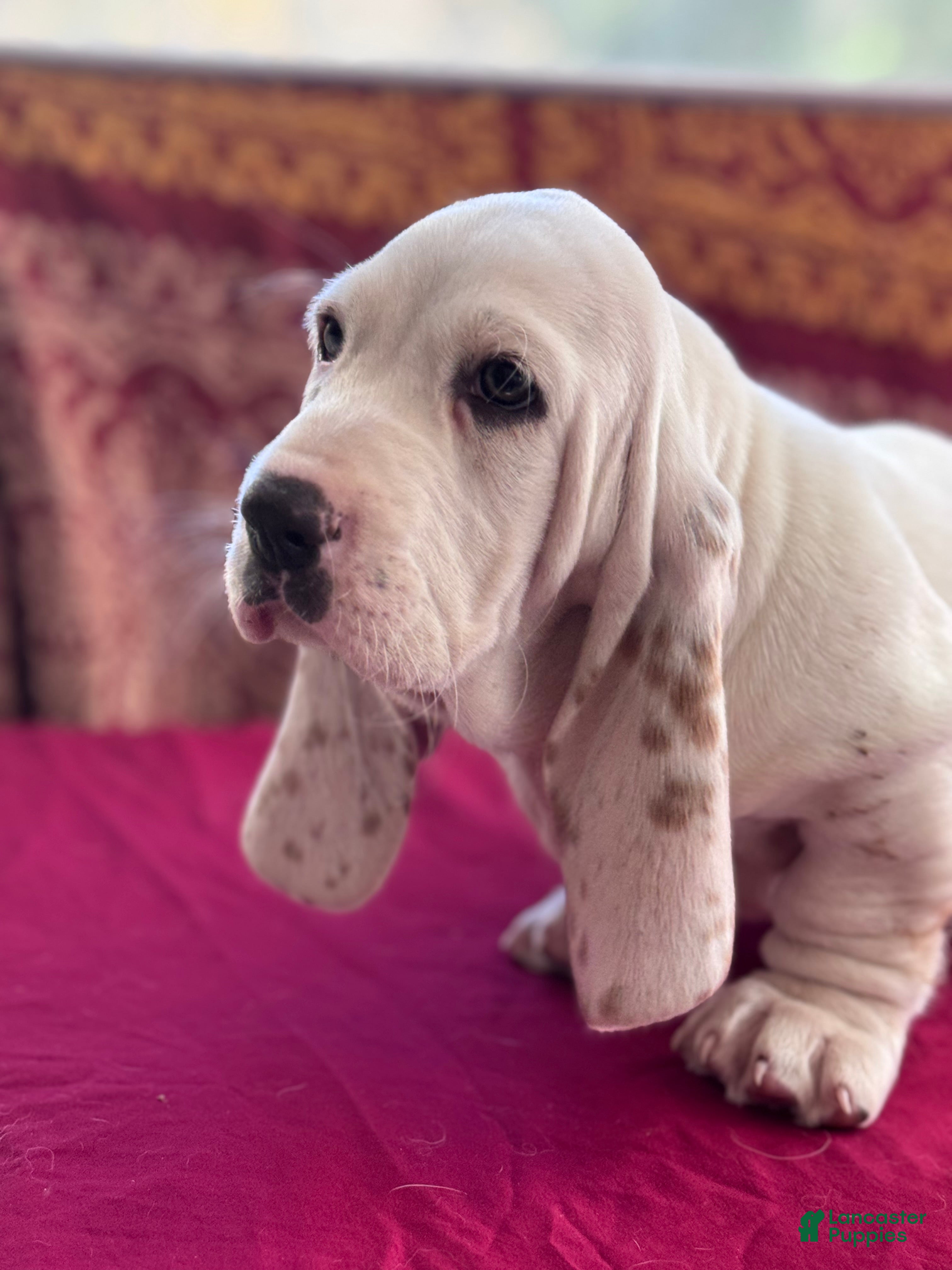 Basset Hound dogs for sale: Sampson  - Ad 1