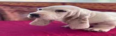 Sampson 