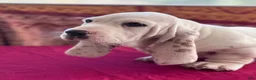Basset Hound dogs for sale: Sampson  - Ad 1