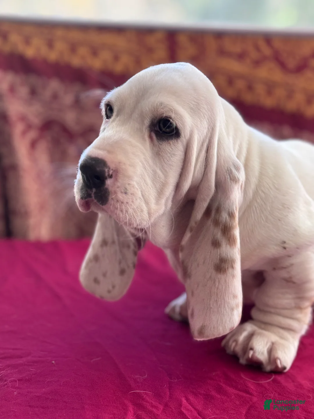 Basset Hound dogs for sale: Sampson  - Ad 1