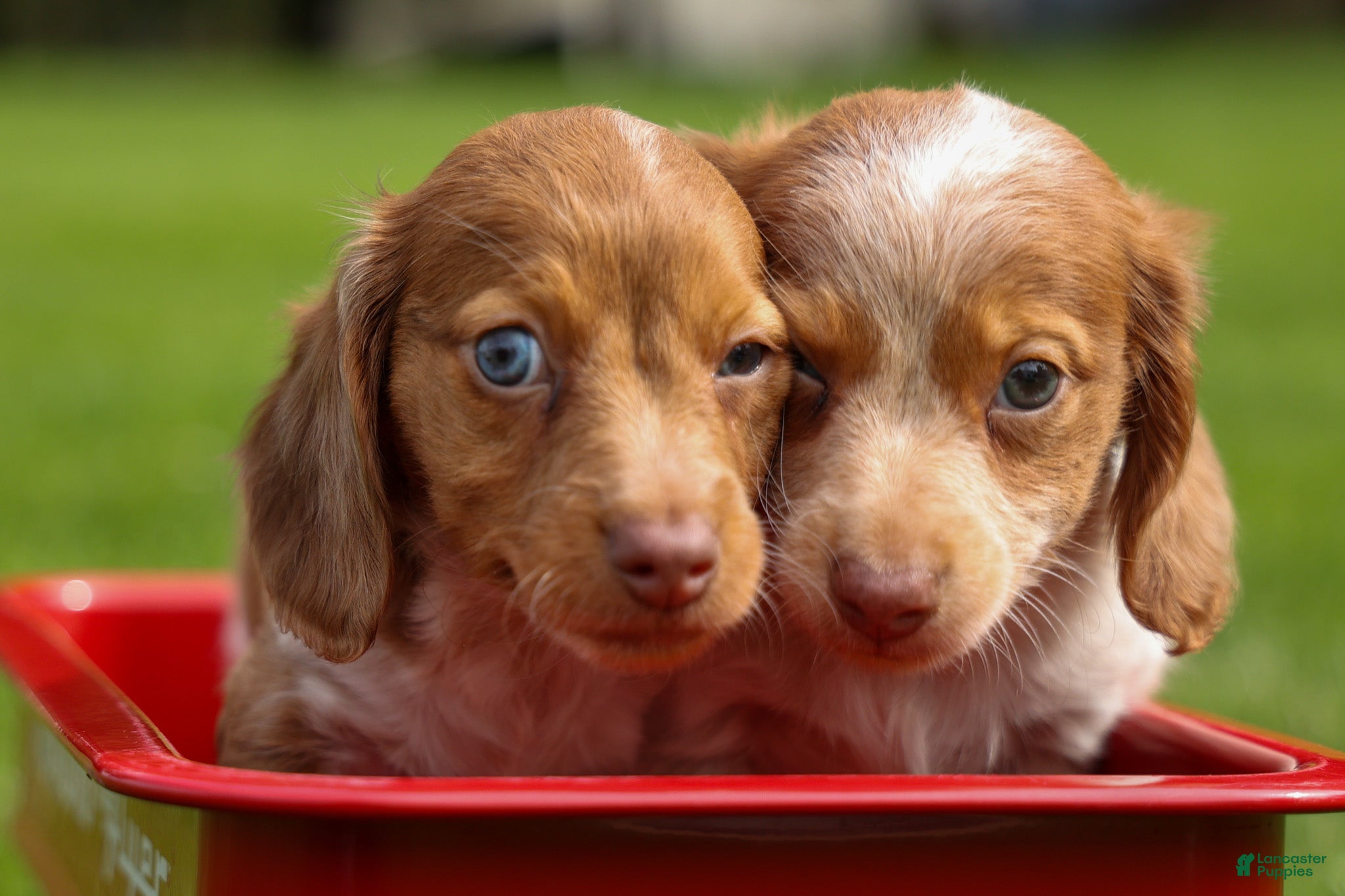 Miniature Dachshund dogs OLIVER - Ad 2