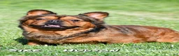 French Bulldog dogs for sale: Parker - Ad 10