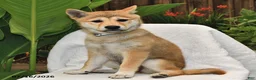 Shiba Inu dogs for sale: Starlight - Ad 3