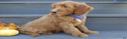 Mini Goldendoodle dogs for sale: Bingo - Ad 3