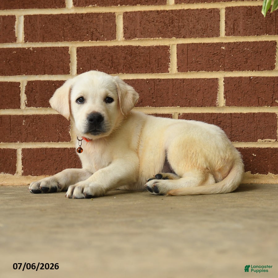 Labrador Retriever dogs Dustin - Ad 2