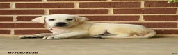Labrador Retriever dogs for sale: Dustin - Ad 2