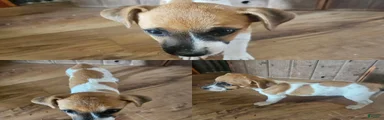 Jack Russell Terrier 1