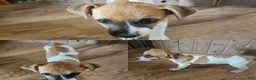 Jack Russell Terrier dogs for sale: Jack Russell Terrier 1 - Ad 1