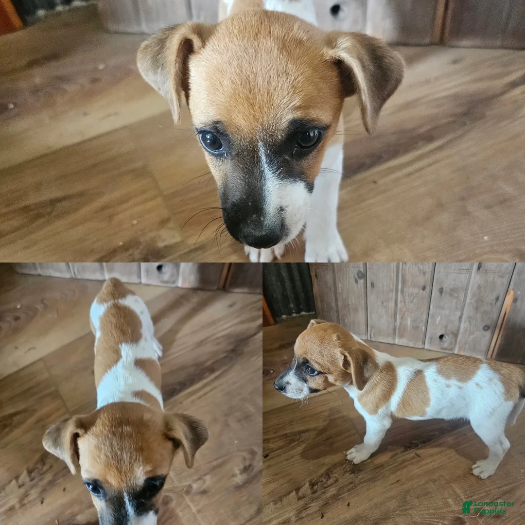 Jack Russell Terrier dogs for sale: Jack Russell Terrier 1 - Ad 1