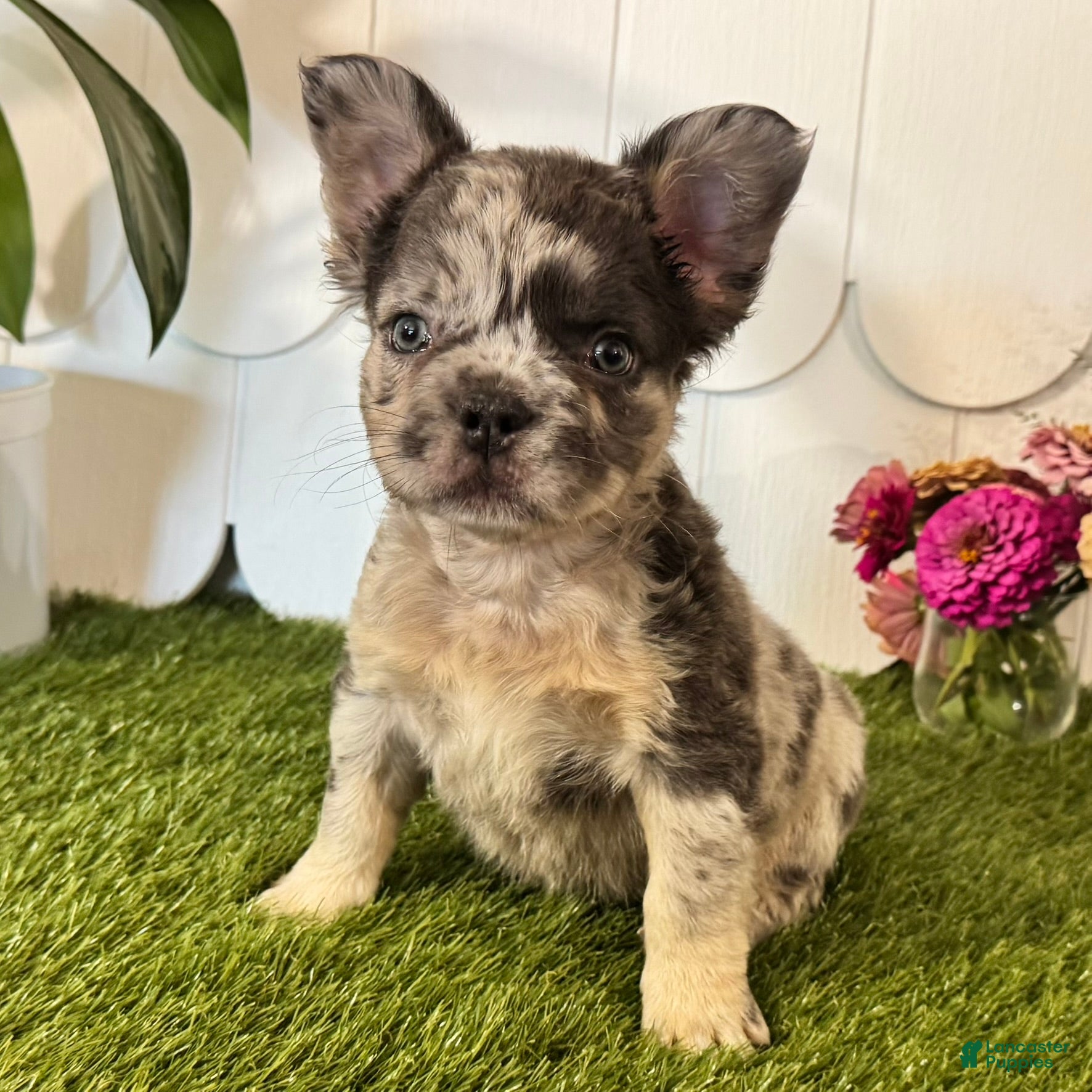 French Bulldog dogs Gabriel  - Ad 2