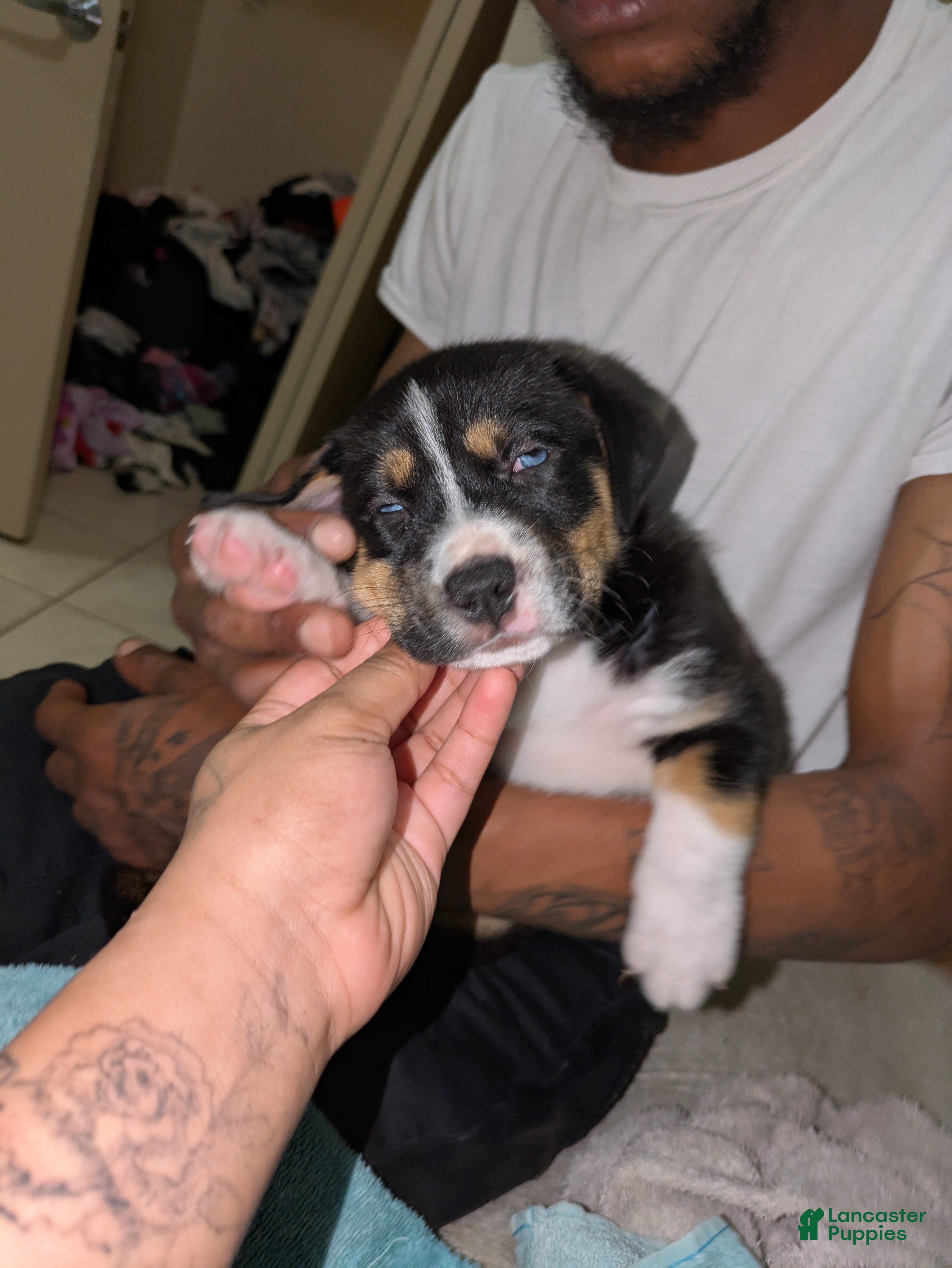 Mixed Breed dogs Mixed Breed Puppy 1 - Ad 24