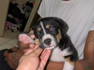 Mixed Breed dogs Mixed Breed Puppy 1 - Ad 24