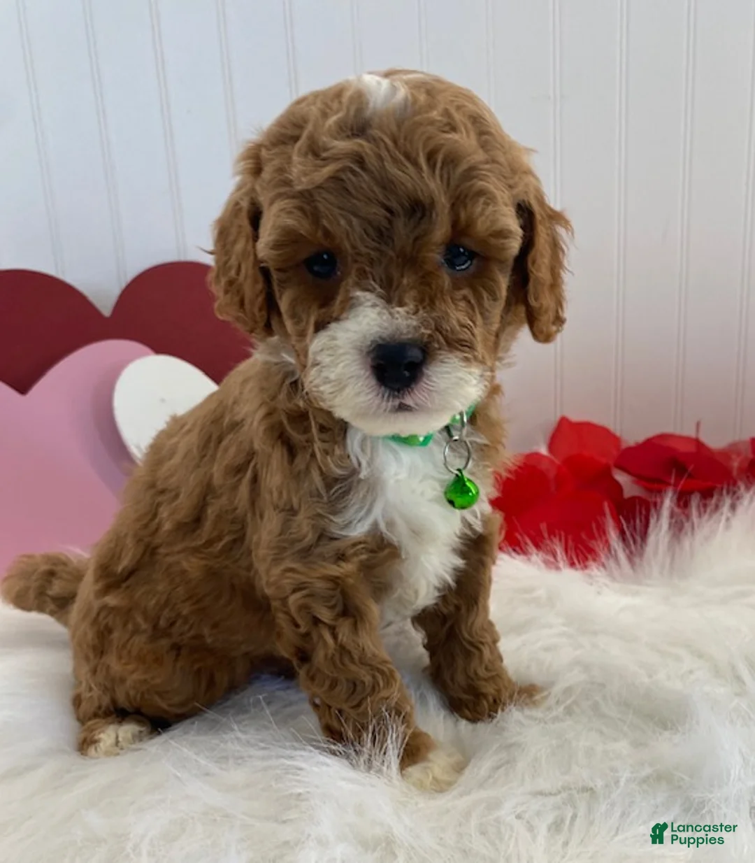 Cavapoo dogs for sale: Dawson - Ad 1