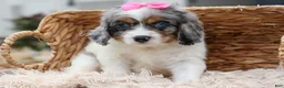 Cavapoo dogs for sale:  Paisley🎀 - Ad 12