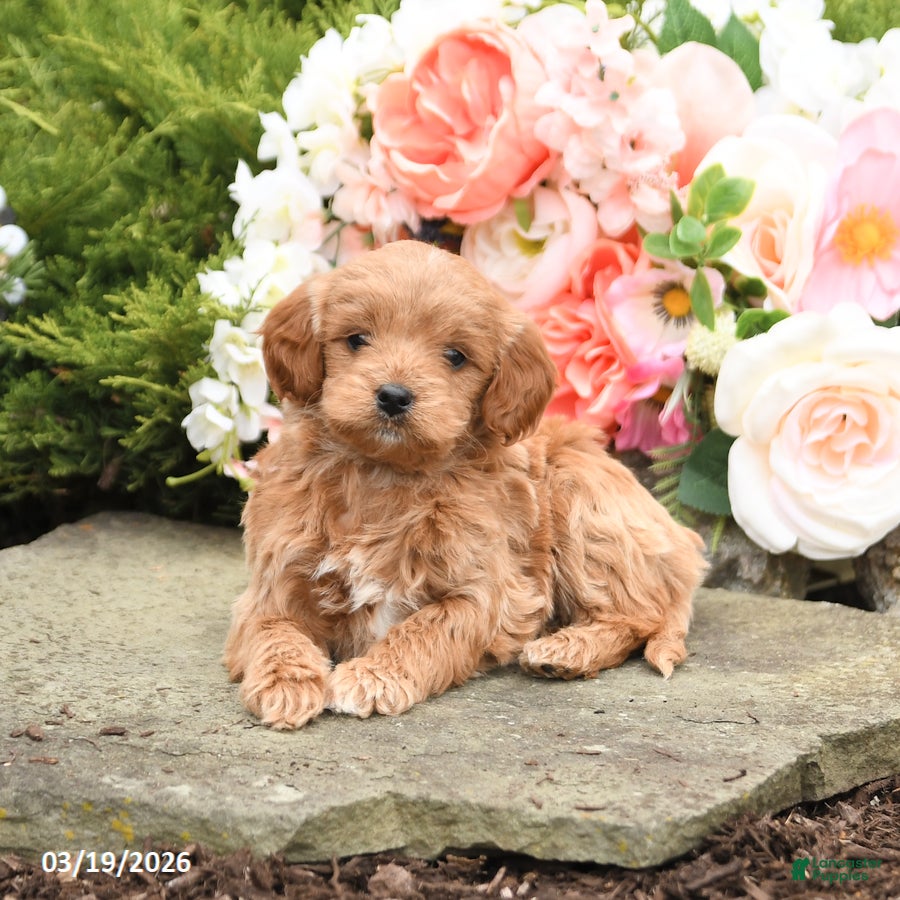 Mini Goldendoodle dogs Scarlet - Ad 2