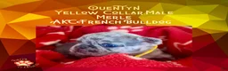 French Bulldog dogs for sale: Quentyn “Yellow” Collar, Male - Ad 11