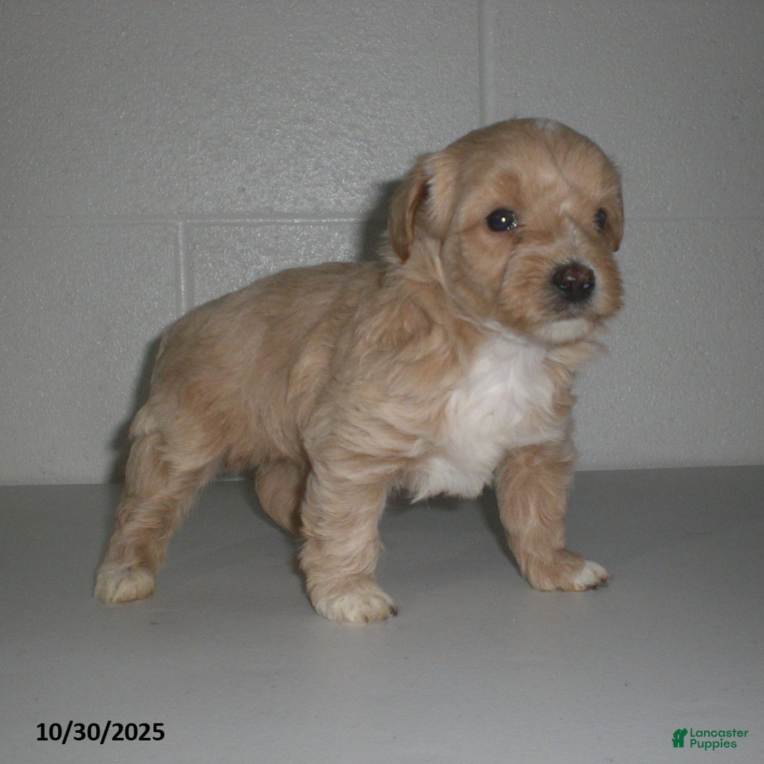 Yorkiepoo dogs for sale: Amber - Ad 19