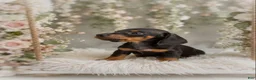 Miniature Dachshund dogs for sale: Lorenzo   1.10lbs on 6/30 - Ad 3