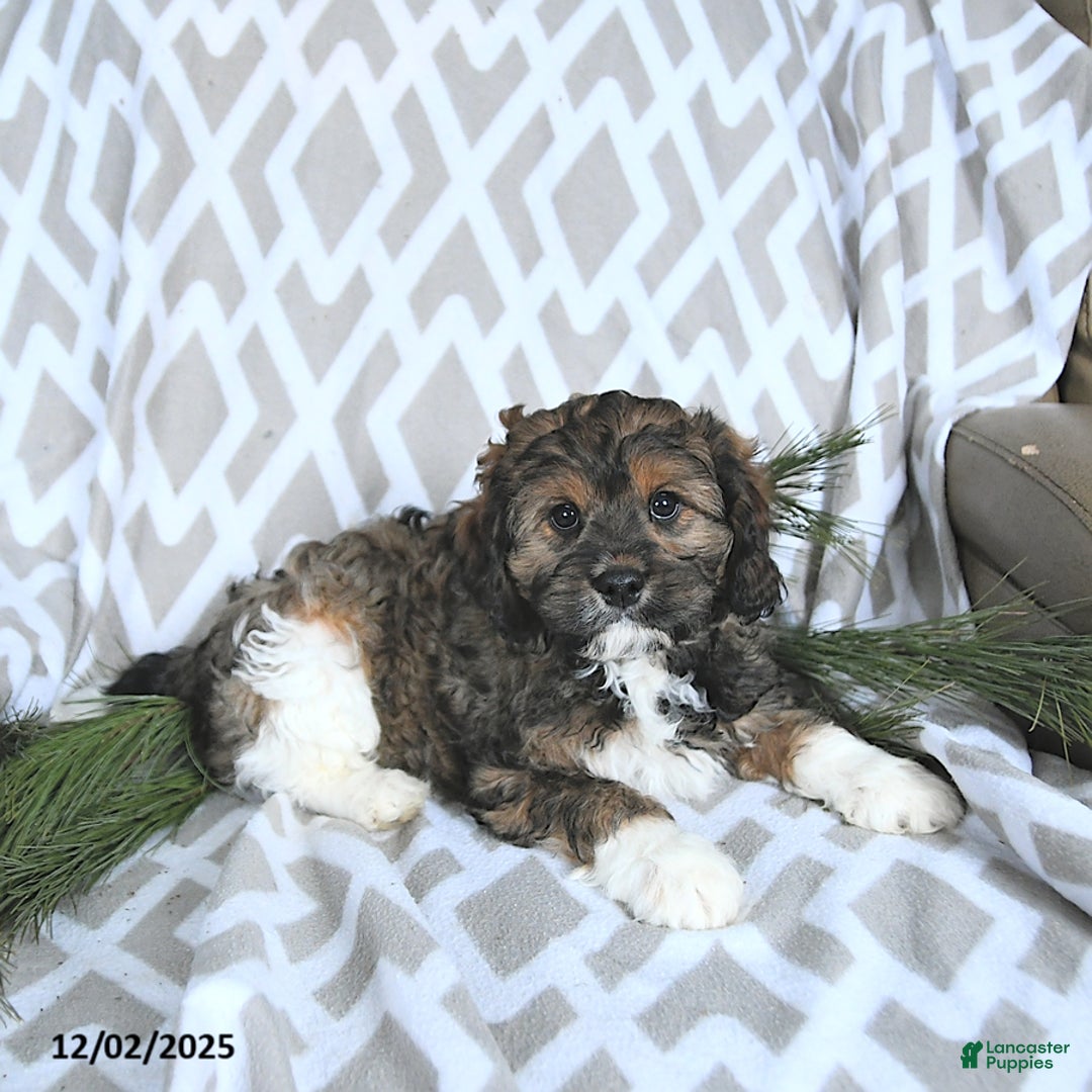 Cavapoo dogs for sale: Santa   - Ad 4