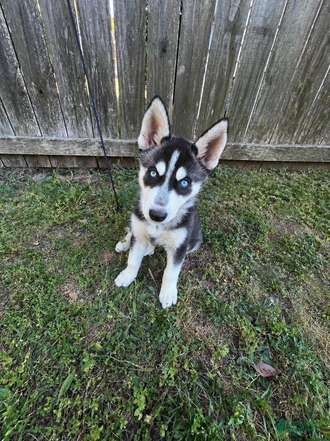 Gerberian Shepsky dogs Gerberian Shepsky Puppy 5 - Ad 30