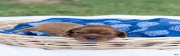 Cavalier King Charles Spaniel dogs for sale: Alfalfa - Ad 3
