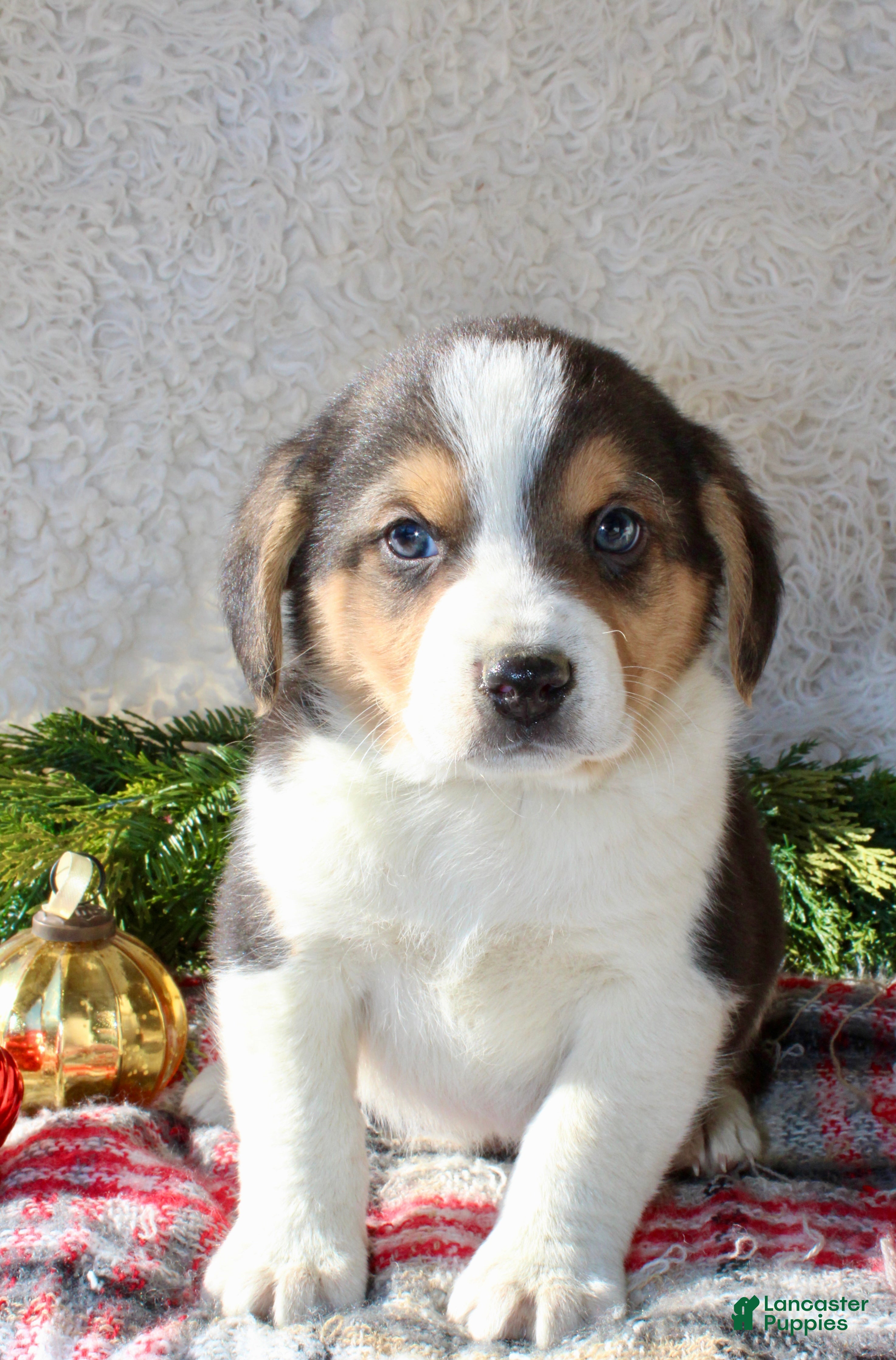 Mixed Breed dogs George - Ad 31