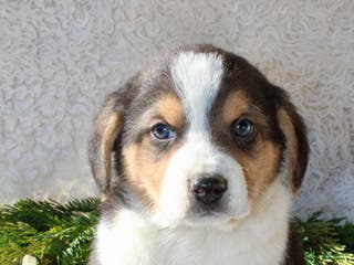 Mixed Breed dogs George - Ad 25