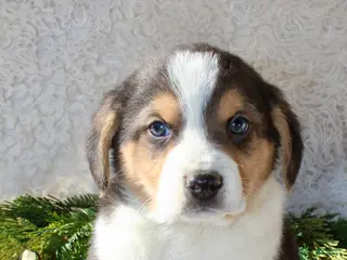 Mixed Breed dogs George - Ad 30