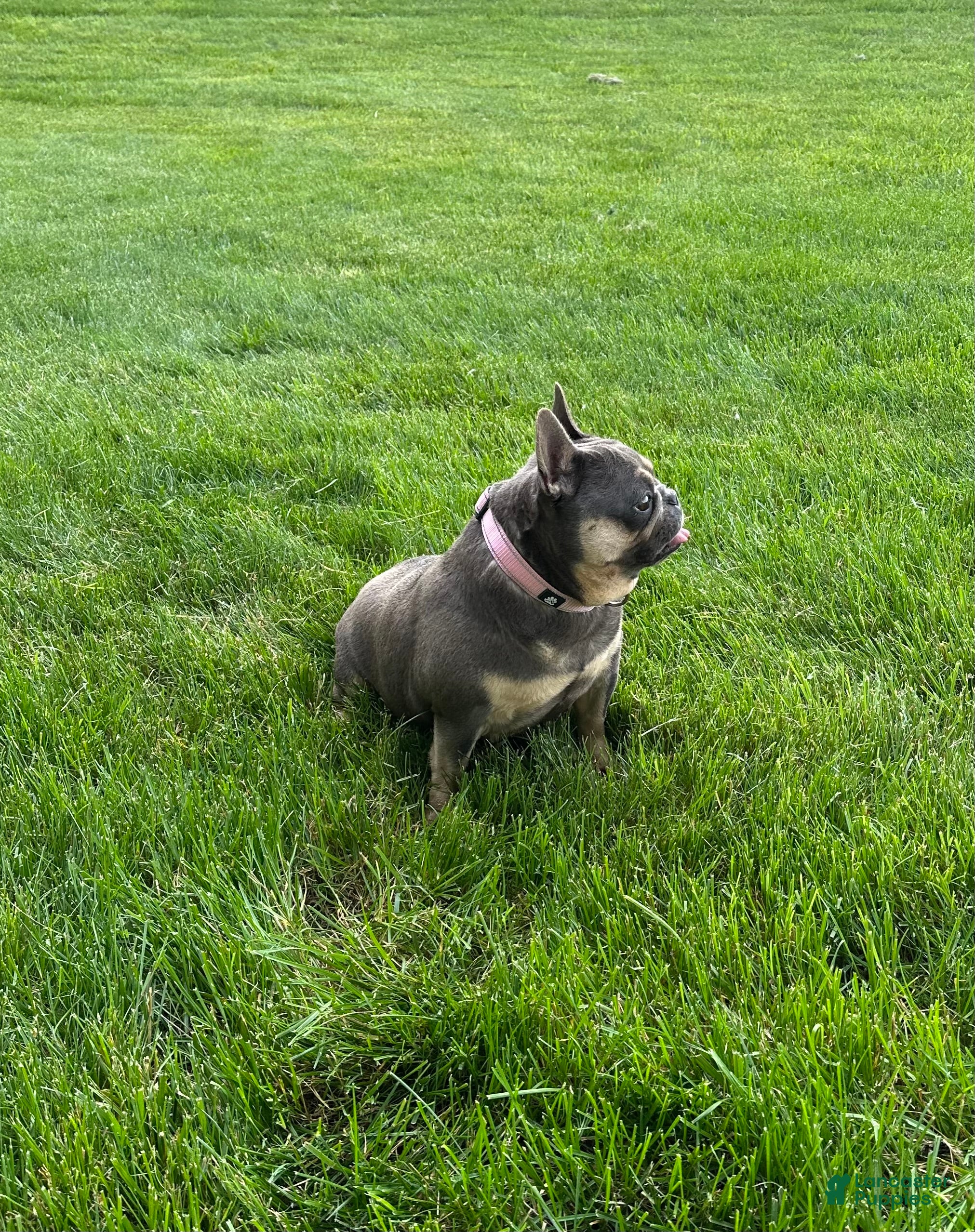 French Bulldog dogs for sale: Kelly - Ad 4