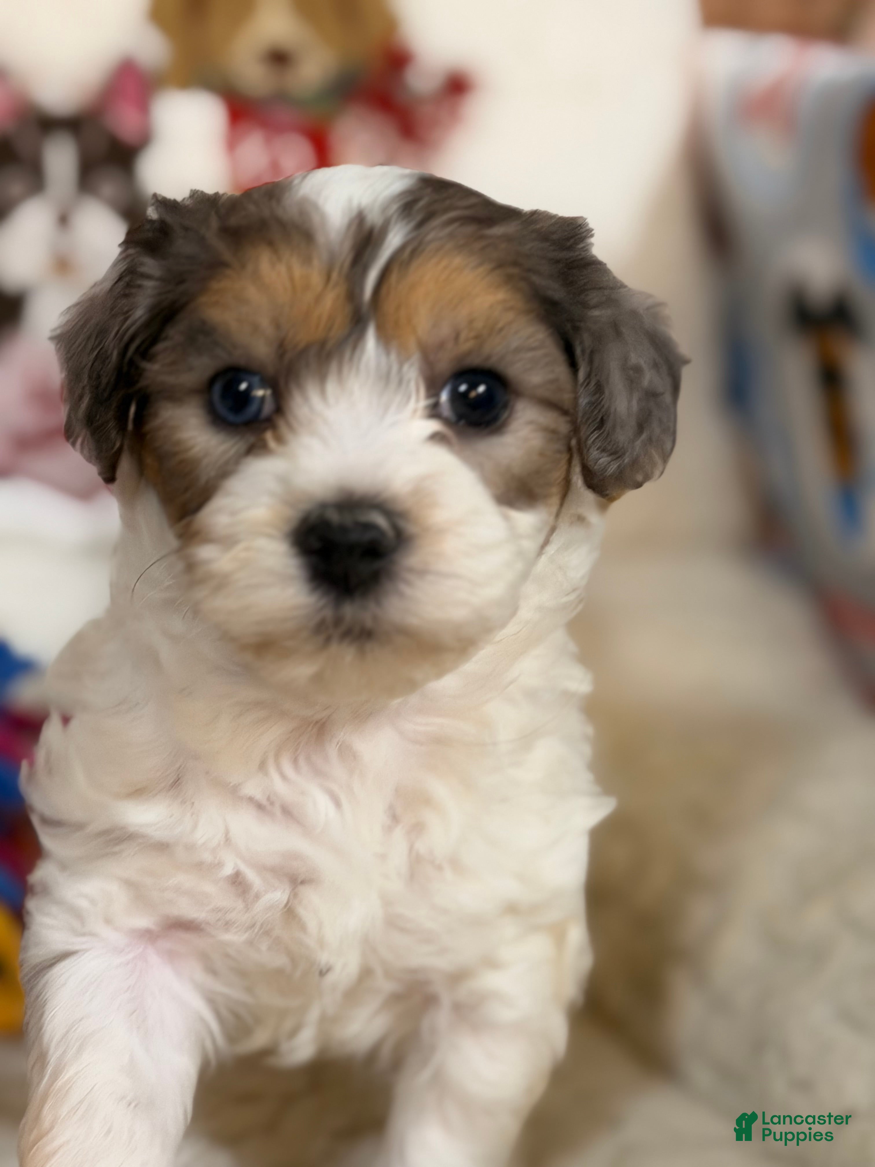 Mixed Breed dogs Cappuccino - Ad 8