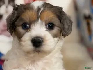 Mixed Breed dogs Cappuccino - Ad 8