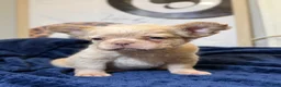 French Bulldog dogs for sale: Beefy - Ad 8
