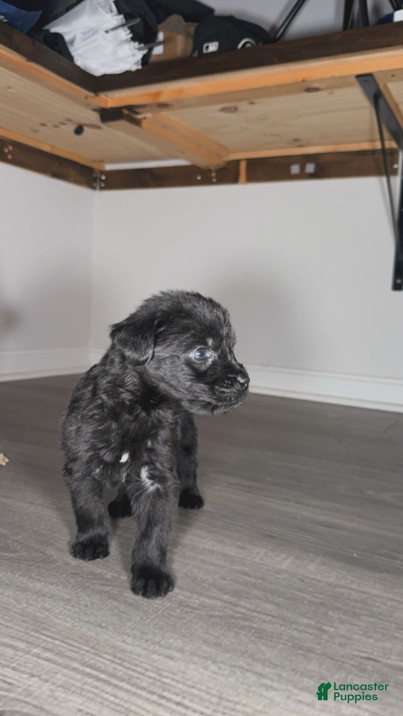 Mixed Breed dogs Niko - Ad 1