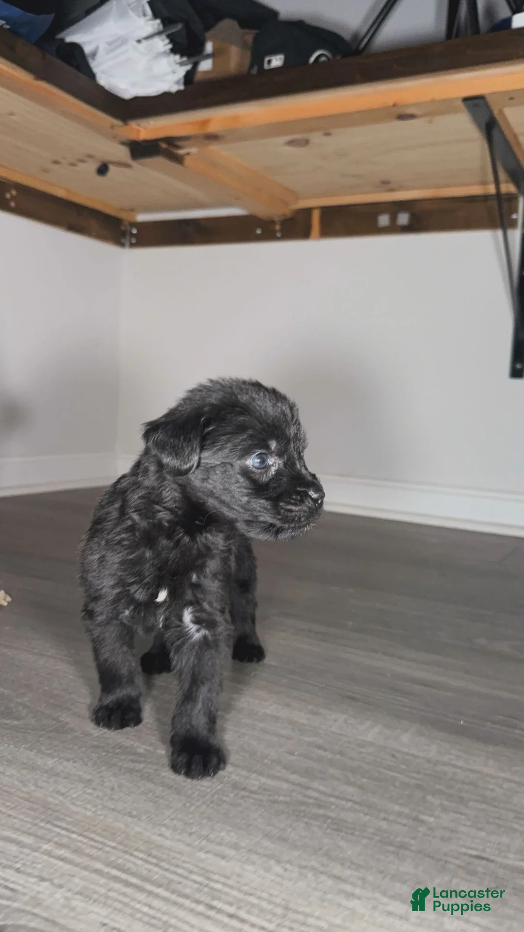 Mixed Breed dogs for sale: Niko - Ad 1
