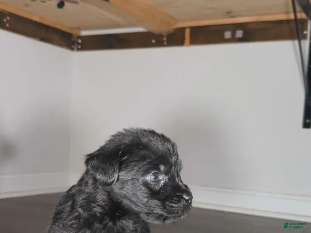 Mixed Breed dogs for sale: Niko - Ad 2