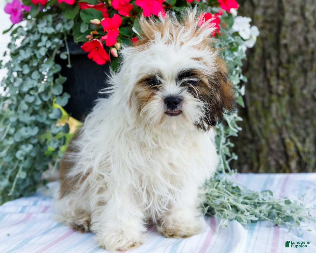 Shih Tzu dogs for sale: Jude - Ad 18