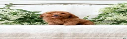 Mini Goldendoodle dogs for sale: Leon - Ad 4